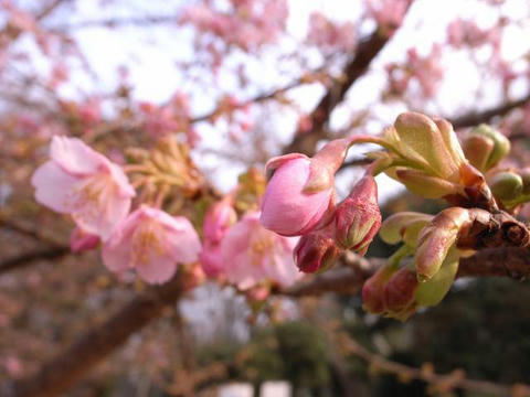 河津桜