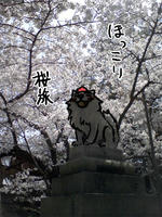ほっこり桜旅。　わんこまいぬと桜