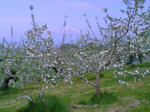 CAVWGP0A.jpg