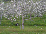 SN391436.jpg