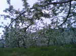 SN391434.jpg