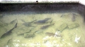 湧水で泳ぐ魚たち