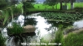 ホタルの里（スイレンの池2）