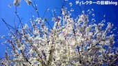 千葉県八千代市の桜2011（４）