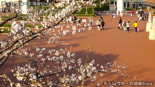 ミラコスタの桜