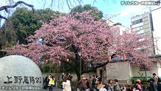 春の三連休は、大寒桜が見頃です＠上野公園