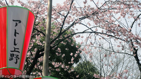 春の三連休は、大寒桜が見頃です＠上野公園