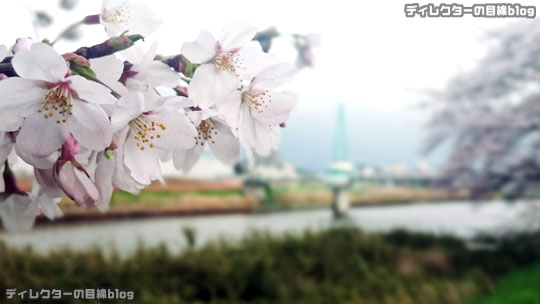 千葉県八千代市の桜2016 まだ五分咲き＠八千代中央駅周辺～新川千本桜