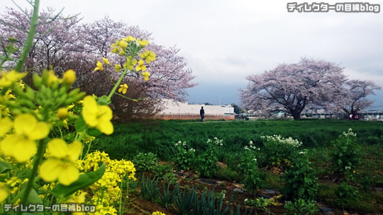 千葉県八千代市の桜2016 まだ五分咲き＠八千代中央駅周辺～新川千本桜