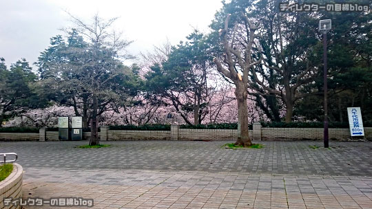 千葉県八千代市の桜2016 まだ五分咲き＠八千代中央駅周辺～新川千本桜