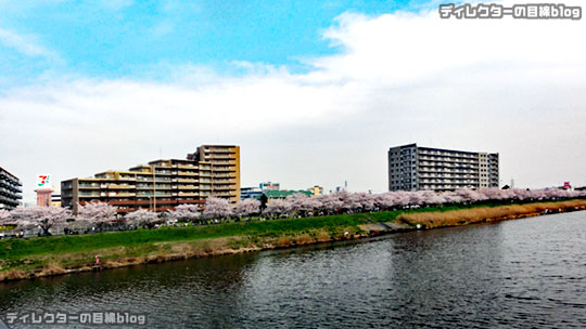 【動画】千葉県八千代市の桜2016 （ほぼ満開の新川千本桜）【FHD】