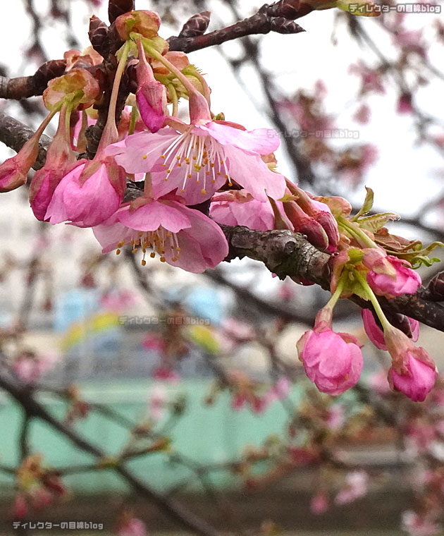 千葉県八千代市の新川沿い河津桜「日本最長級」千本桜まつりの様子