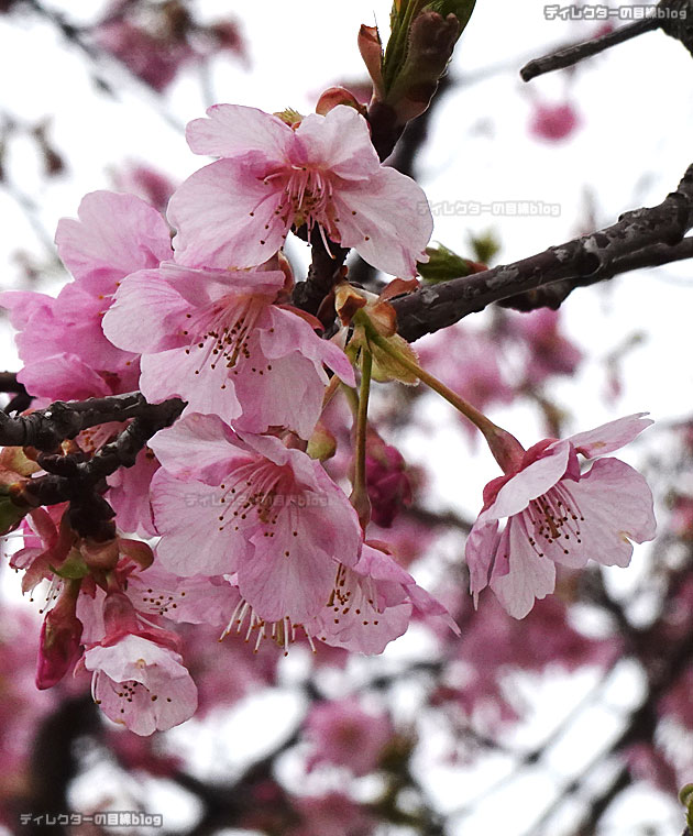 千葉県八千代市の新川沿い河津桜「日本最長級」千本桜まつりの様子