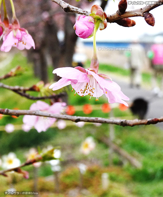 千葉県八千代市の新川沿い河津桜「日本最長級」千本桜まつりの様子