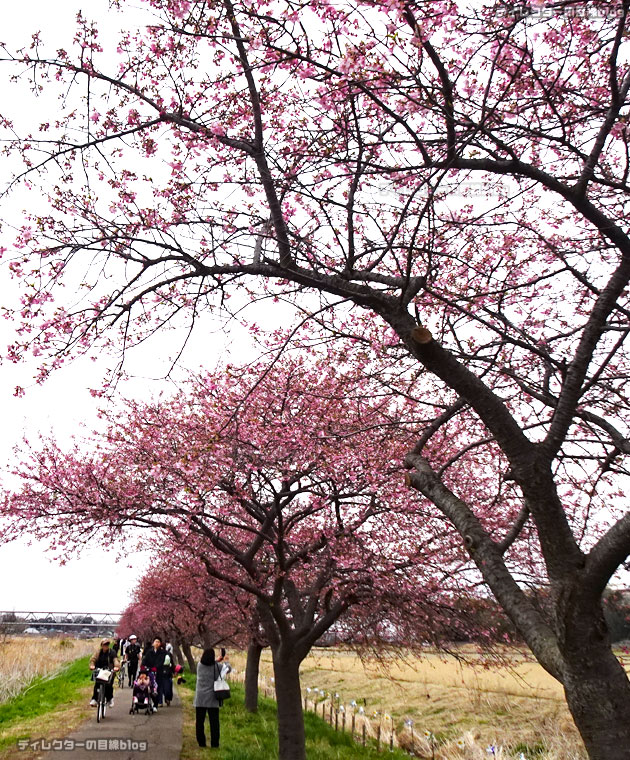 千葉県八千代市の新川沿い河津桜「日本最長級」千本桜まつりの様子
