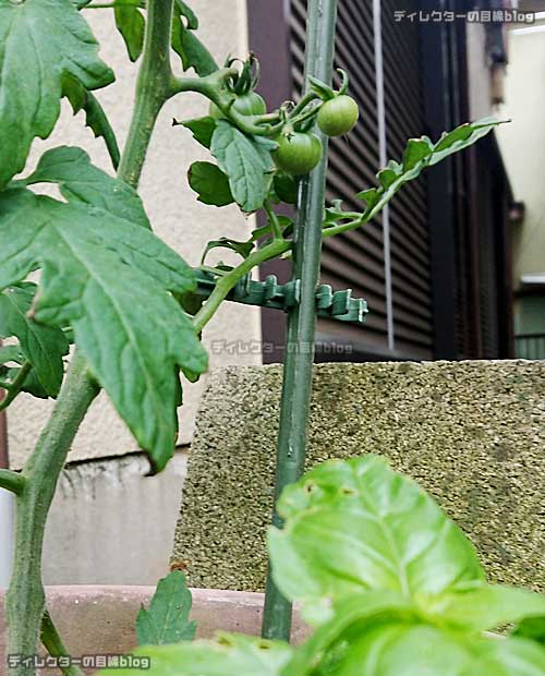 トマトとバジルは「コンパニオンプランツ」と呼ばれる共生関係