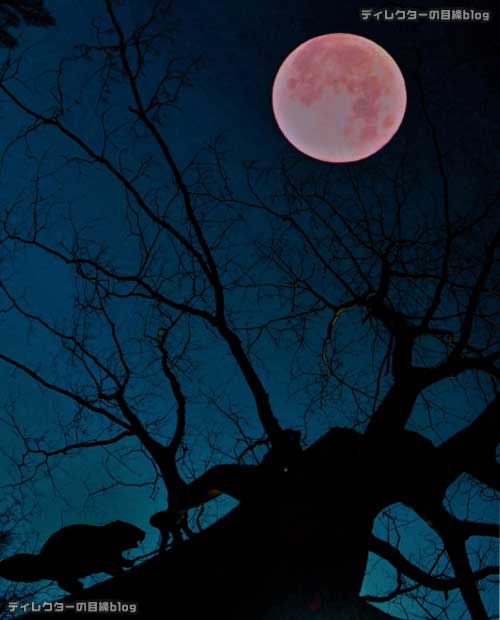 11月の満月「ビーバームーン(毛皮月)」を見るなら30日(月)の夜。その前に、10月29日は十三夜、31日は最小のマイクロムーンが見える!"