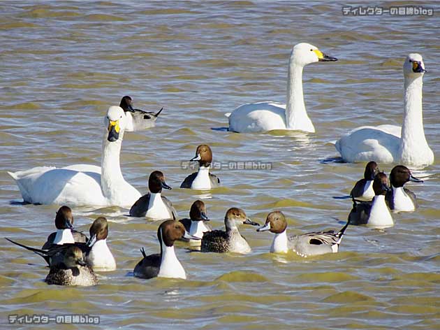 白鳥と鴨7