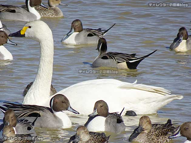 白鳥と鴨8