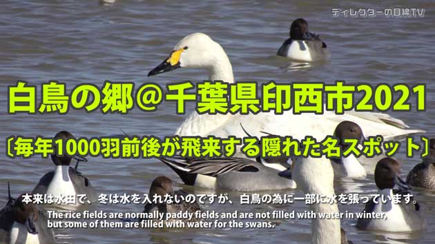 白鳥の郷1