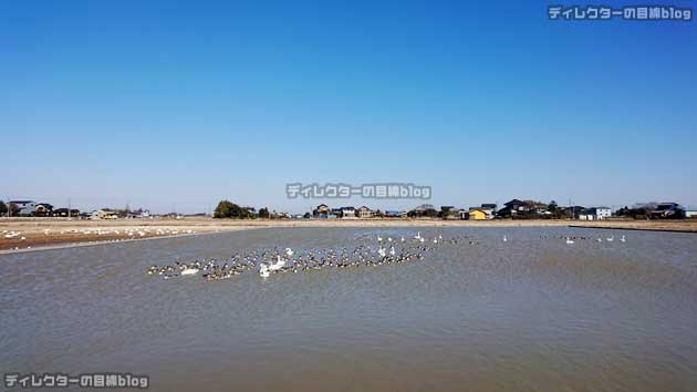 白鳥の郷の全景2