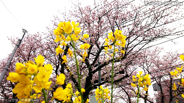 2022年の桜が見頃に… 今年の花見はチェアリング!かな…