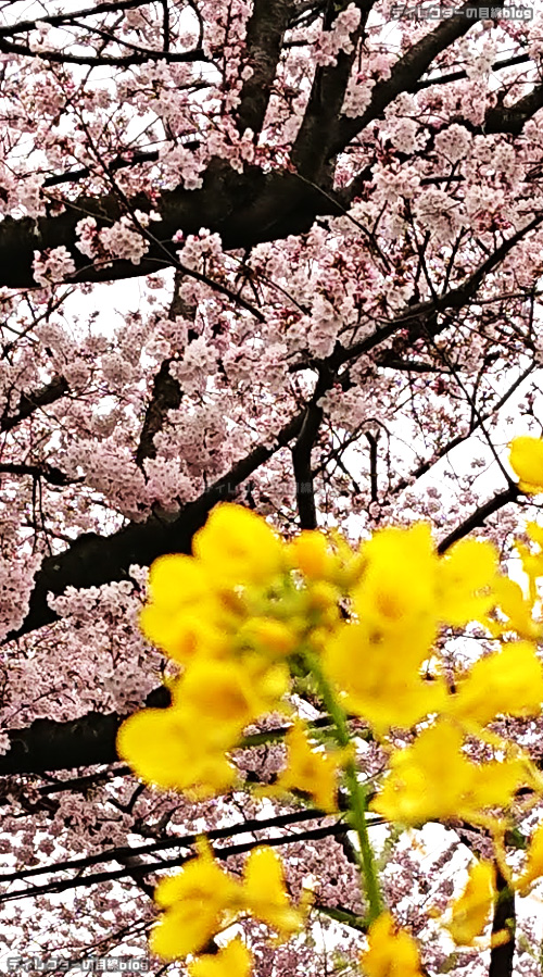 2022年の桜が見頃に… 今年の花見はチェアリング!かな…