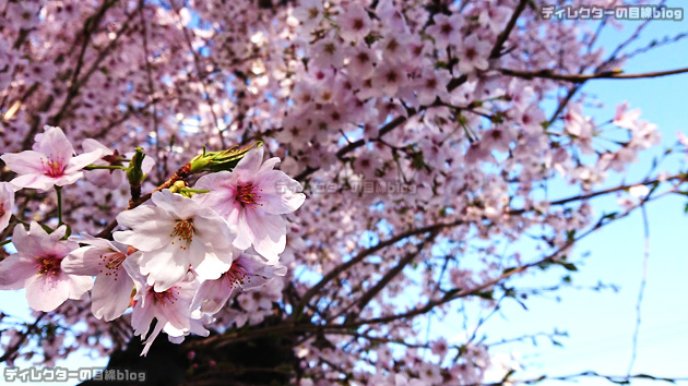 愛車タフト君の《スカイフィールトップ》から初のお花見！