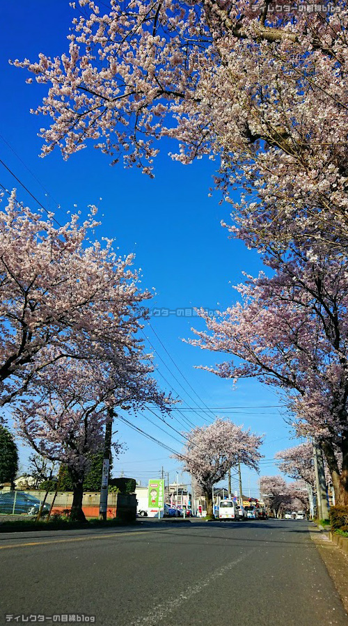 桜のトンネル