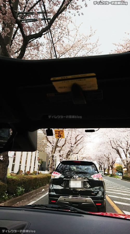 運転席から見た桜の風景