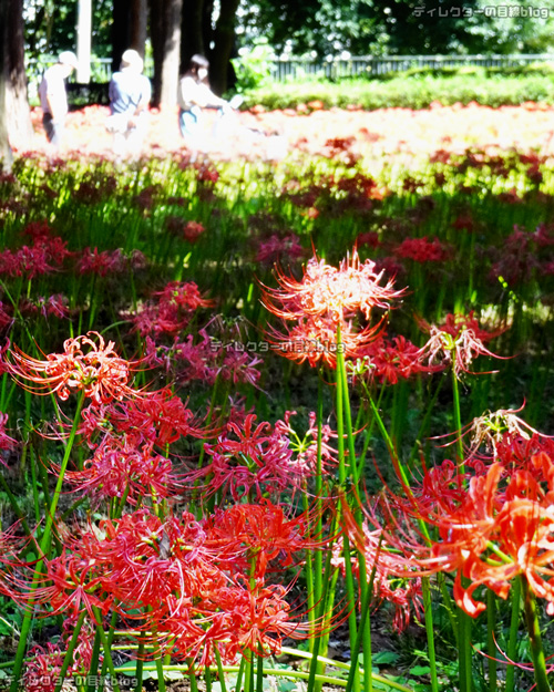 彼岸花(曼珠沙華)