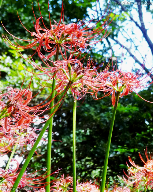 彼岸花(曼珠沙華)