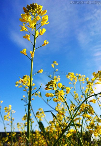 青空と黄色の菜の花