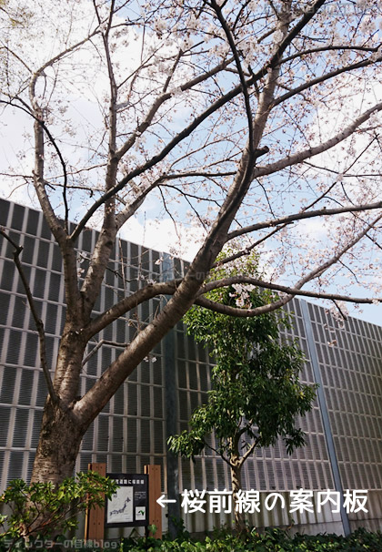 パサール幕張で咲いていた桜