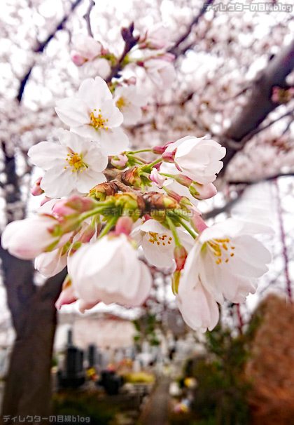 お寺の桜