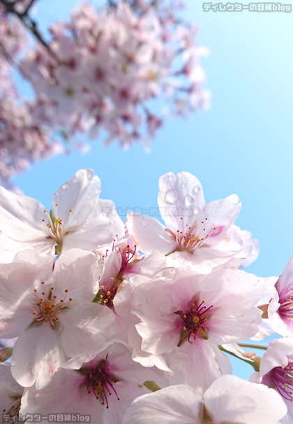 雨粒が光る桜