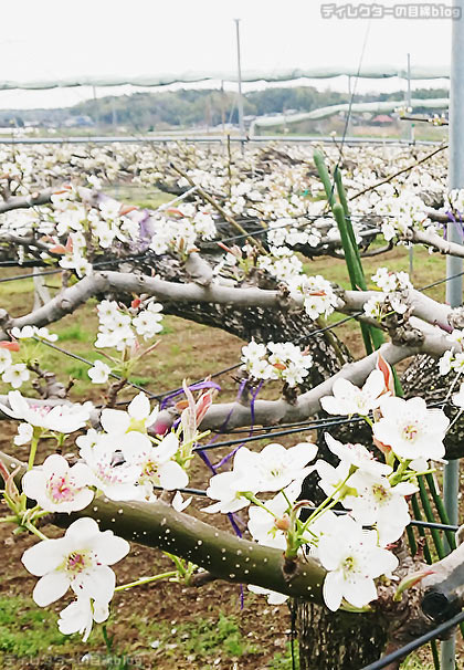 梨の花