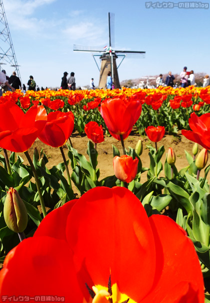 オランダ風車を背景に色鮮やかに咲くチューリップ