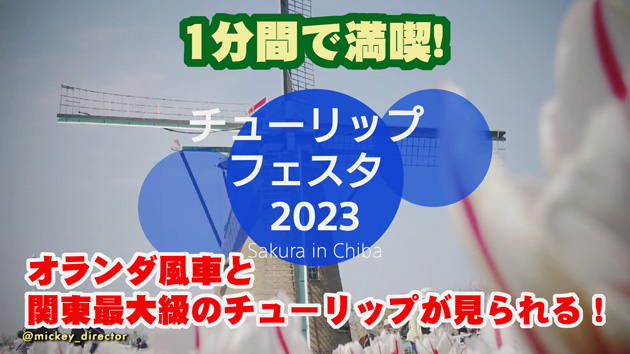 【1分間で満喫!】オランダ風車と関東最大級のチューリップが見られる！佐倉チューリップフェスタ2023【縦と横画面あります】