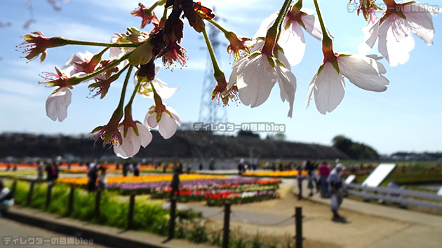 佐倉で桜とチューリップ