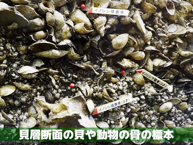 貝塚断面の貝や動物の骨の標本(千葉市立加曽利貝塚博物館)