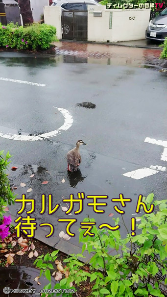 春の雨せせらぎに漕ぐカルガモ追う