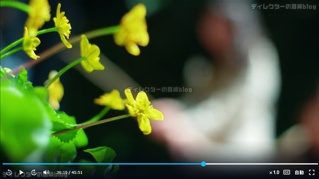 紗枝（上白石萌歌）が何気に見た黄色い花