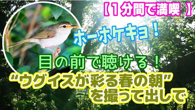 【1分間で満喫】目の前で聴ける！“ウグイスが彩る春の朝”を撮って出しで