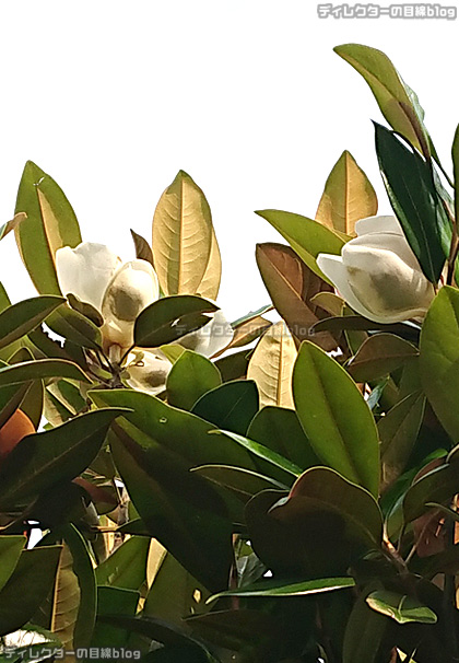 タイサンボクの花