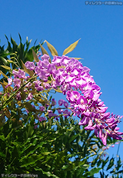 ノダフジの花