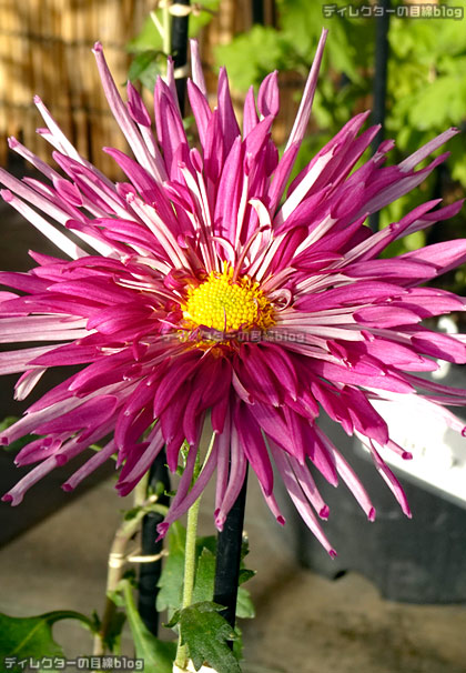 江戸菊（新秋の紅）