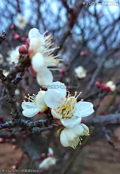 梅の花