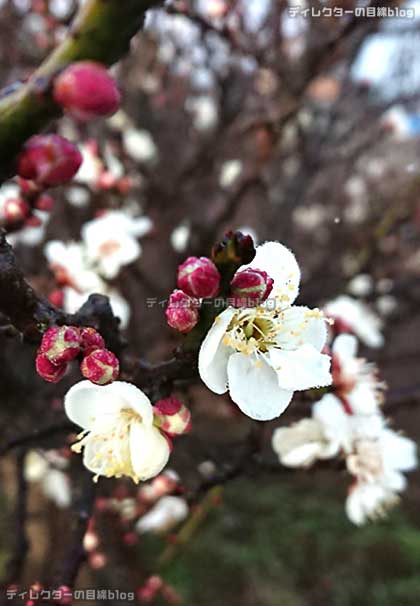 梅の花