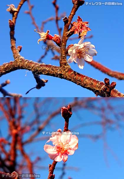 河津桜